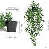 Sezn™ Hanging Plants